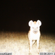 Image for article titled Photos: The secret lives of the Serengeti’s most elusive wild animals